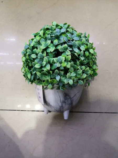 Bonsai Bonsai